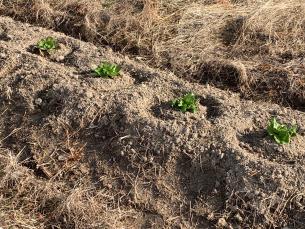 季節の野菜（レタス）の画像