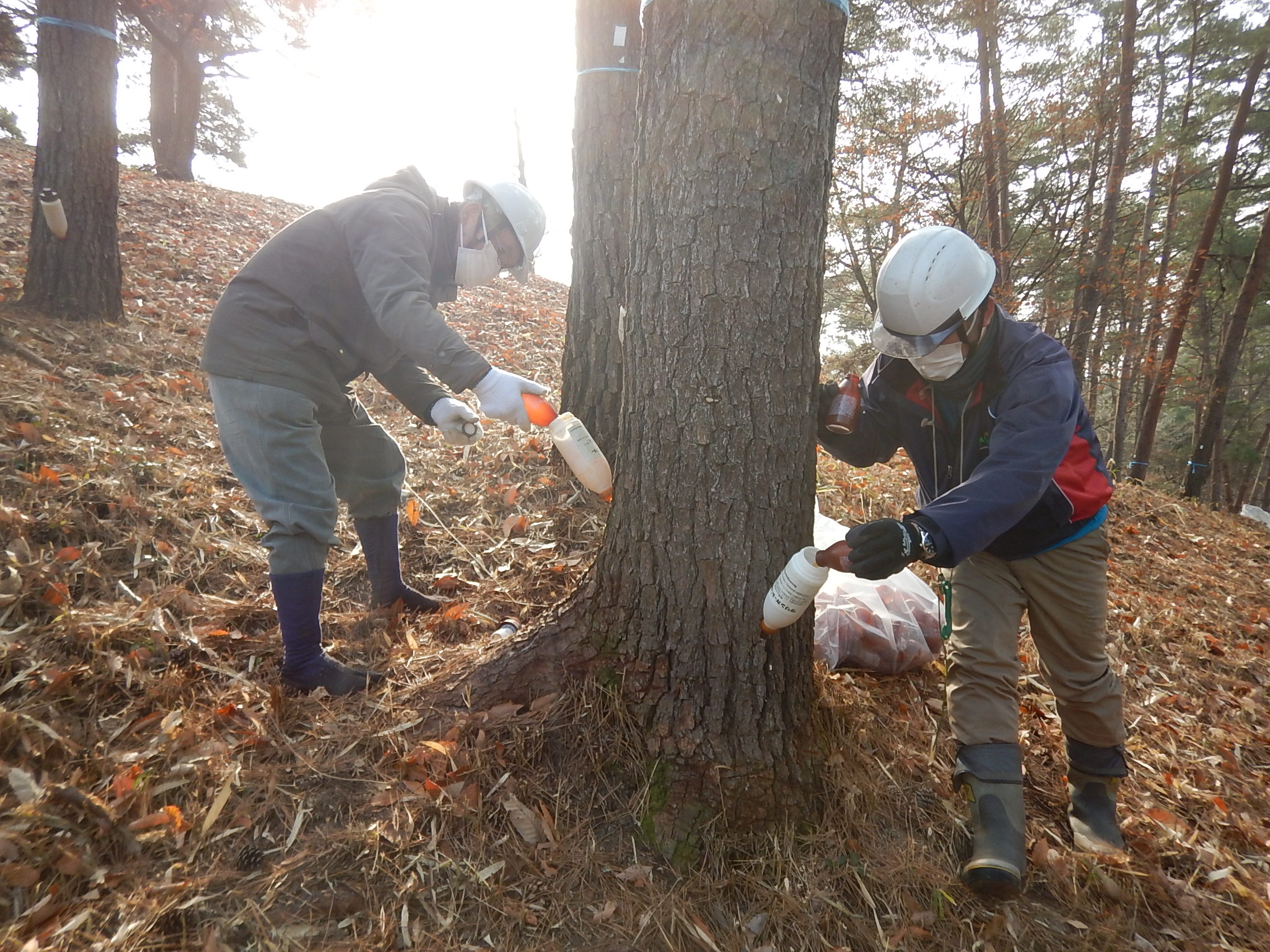 平成30年度市町村提案型森づくり事業の画像