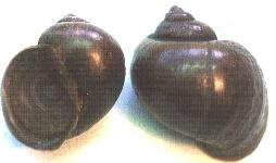 スクミリンゴガイ(ジャンボタニシ)