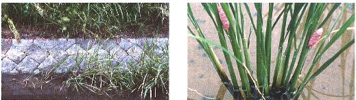 水路壁に産み付けられた卵塊 イネに産み付けられた卵塊の画像