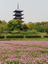 備中国分寺五重塔とレンゲ