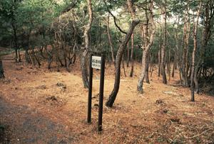 建物群の住居跡の画像