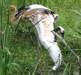 新たな翼まあと3-4週間