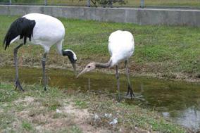 親鳥から餌をもらう