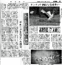 タンチョウ日記02の画像4