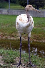 タンチョウ日記02の画像5