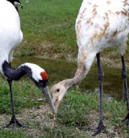 タンチョウ日記02の画像6