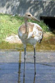 タンチョウ日記02の画像10