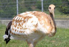 タンチョウ日記02の画像11