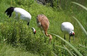 体格は親鳥に近づく