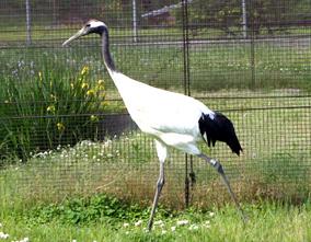 現在のノゾミの画像