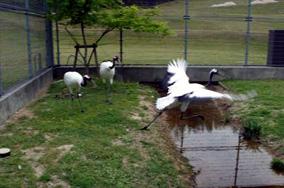 両親に威嚇されて逃げ出すノゾミの画像