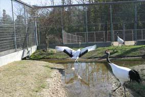 羽根を抜かれた後にお母さんに駆け寄っていくノゾミ(まだまだお子さまです)の画像