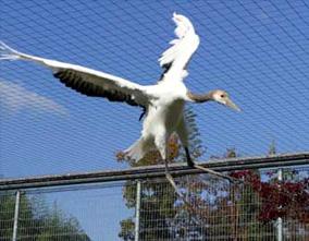 タンチョウ日記03の画像4