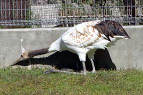 タンチョウ日記03の画像6