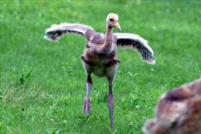 タンチョウ日記4の画像4