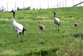 タンチョウ日記4の画像6