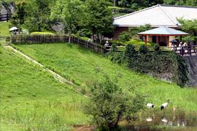 タンチョウ日記4の画像7