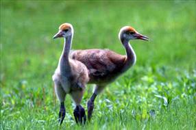 タンチョウ日記4の画像9