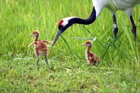 タンチョウ日記4の画像13