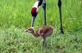 タンチョウ日記4の画像15