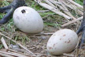 はしうちのあった卵