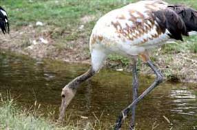 タンチョウ日記5の画像6