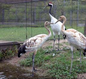 タンチョウ日記5の画像7