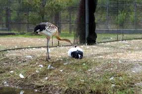 タンチョウ日記5の画像12