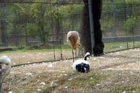 タンチョウ日記5の画像13