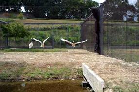 駆け出すキボウとタンタンの画像