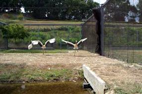 初飛行に高まる期待の画像