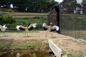 なぜか浮き上がらないキボウとタンタンの画像