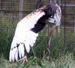 タンチョウ日記5の画像17