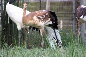 タンチョウ日記5の画像18