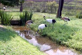 タンチョウ日記5の画像19