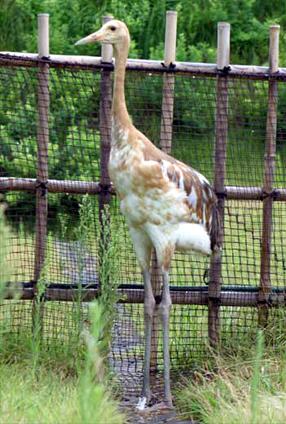 タンチョウ日記5の画像20