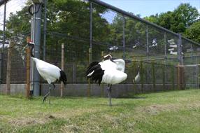 タンチョウ日記06の画像9