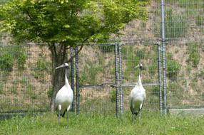 タンチョウ日記06の画像11