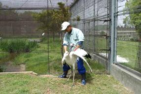 タンチョウ日記06の画像12