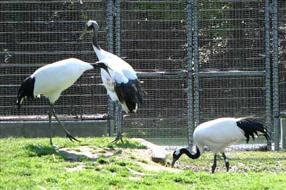 教育はキビノ母さん(左)にまかせて、のんびり食事するロード父さん(右)