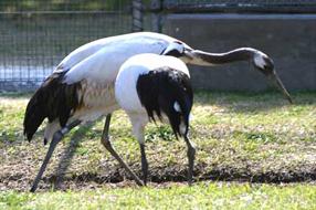 タンタンの首に噛み付くキビノ母さんの画像