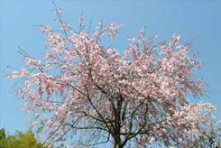 スタッフ一番人気の枝垂桜です(学びの家)の画像