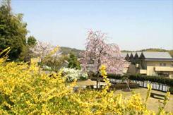 手前からレンギョウ・枝垂桜・ユキヤナギ・ソメイヨシノです(散策道)の画像