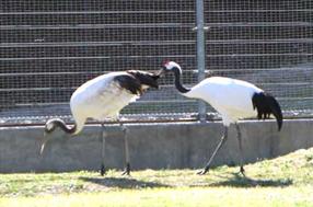 タンチョウ日記06の画像14