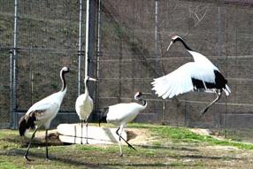 タンチョウ日記06の画像16