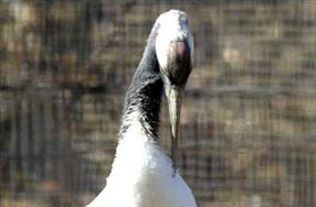 タンチョウ日記06の画像18