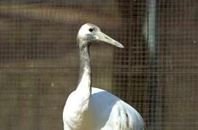 タンチョウ日記06の画像26