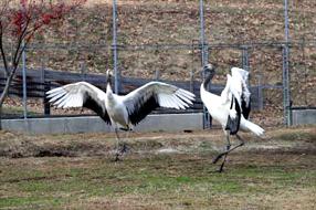 タンチョウ日記06の画像28