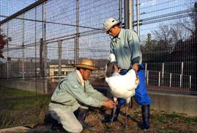 タンチョウ日記06の画像31